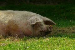 On the farm (4) : Domestic Pig