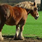 On the farm (5) : Brabant Draft Horse