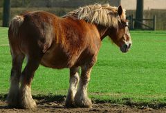 On the farm (5) : Brabant Draft Horse