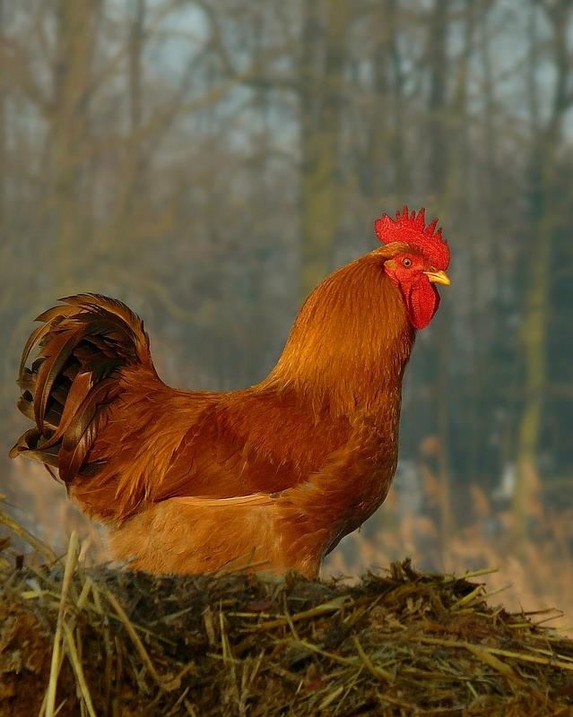 On the farm (7) : Rooster