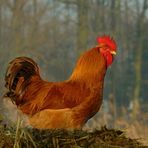 On the farm (7) : Rooster