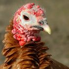 On the farm (8) : Red Ardenner turkey