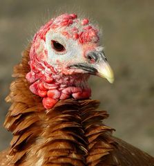 On the farm (8) : Red Ardenner turkey