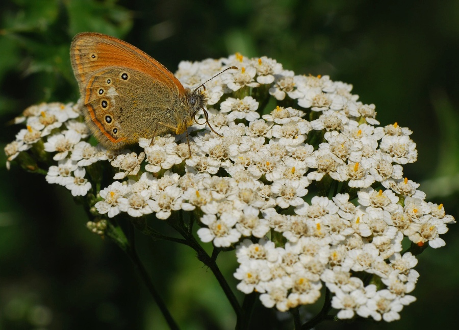 On The Flower