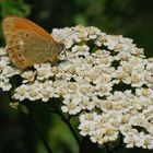 On The Flower