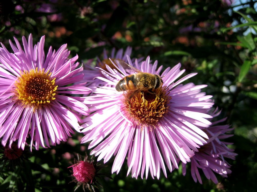 on the flower