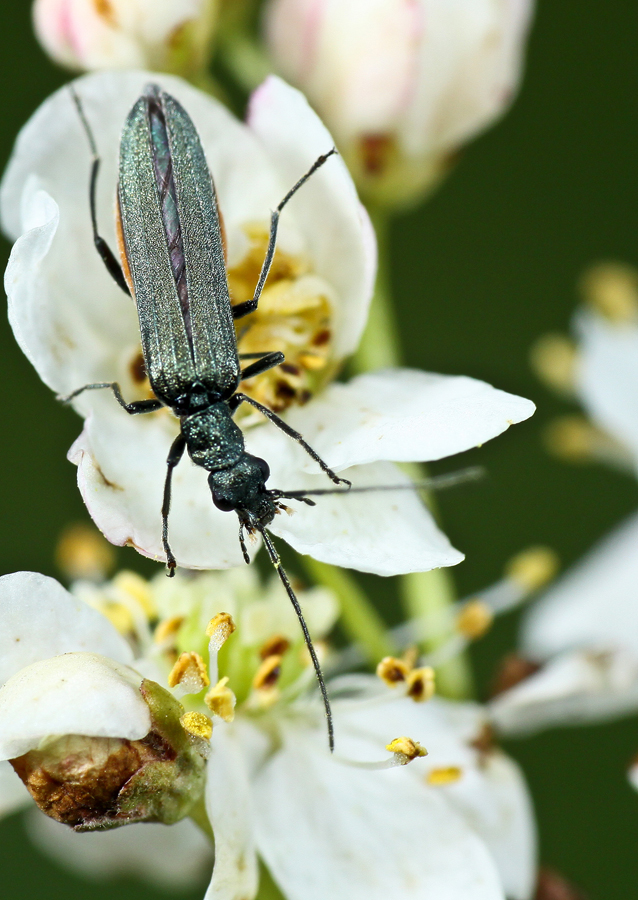 on the flower