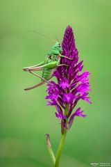 on the flower