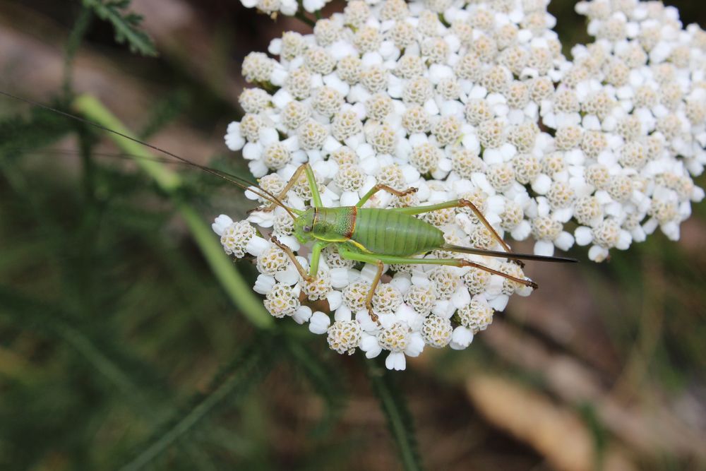 On the flower