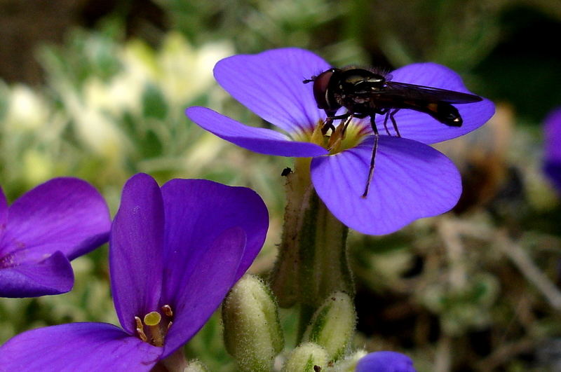 On the flowers...