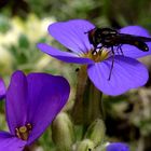 On the flowers...