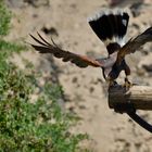 "On the fly" (Wüstenbussard)