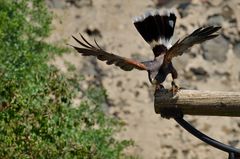 "On the fly" (Wüstenbussard)