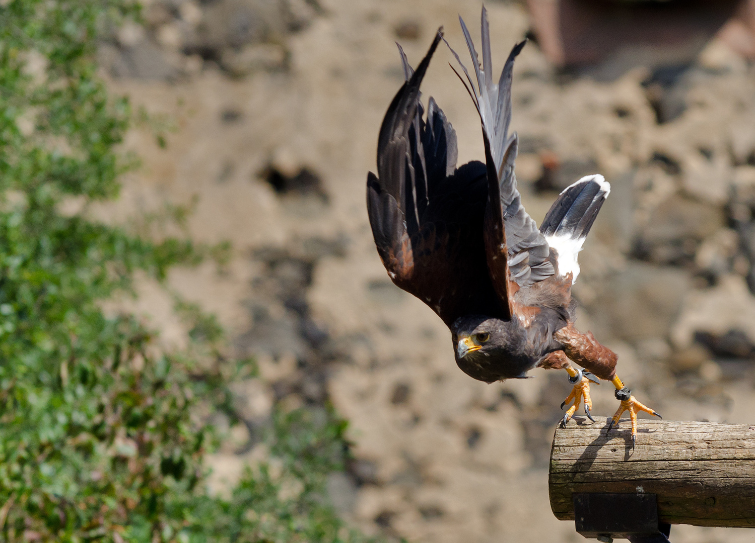 "On the fly" (Wüstenbussard) Teil 2