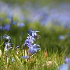 On the grass - Purple Bee