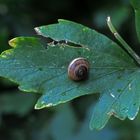 On the green leaf