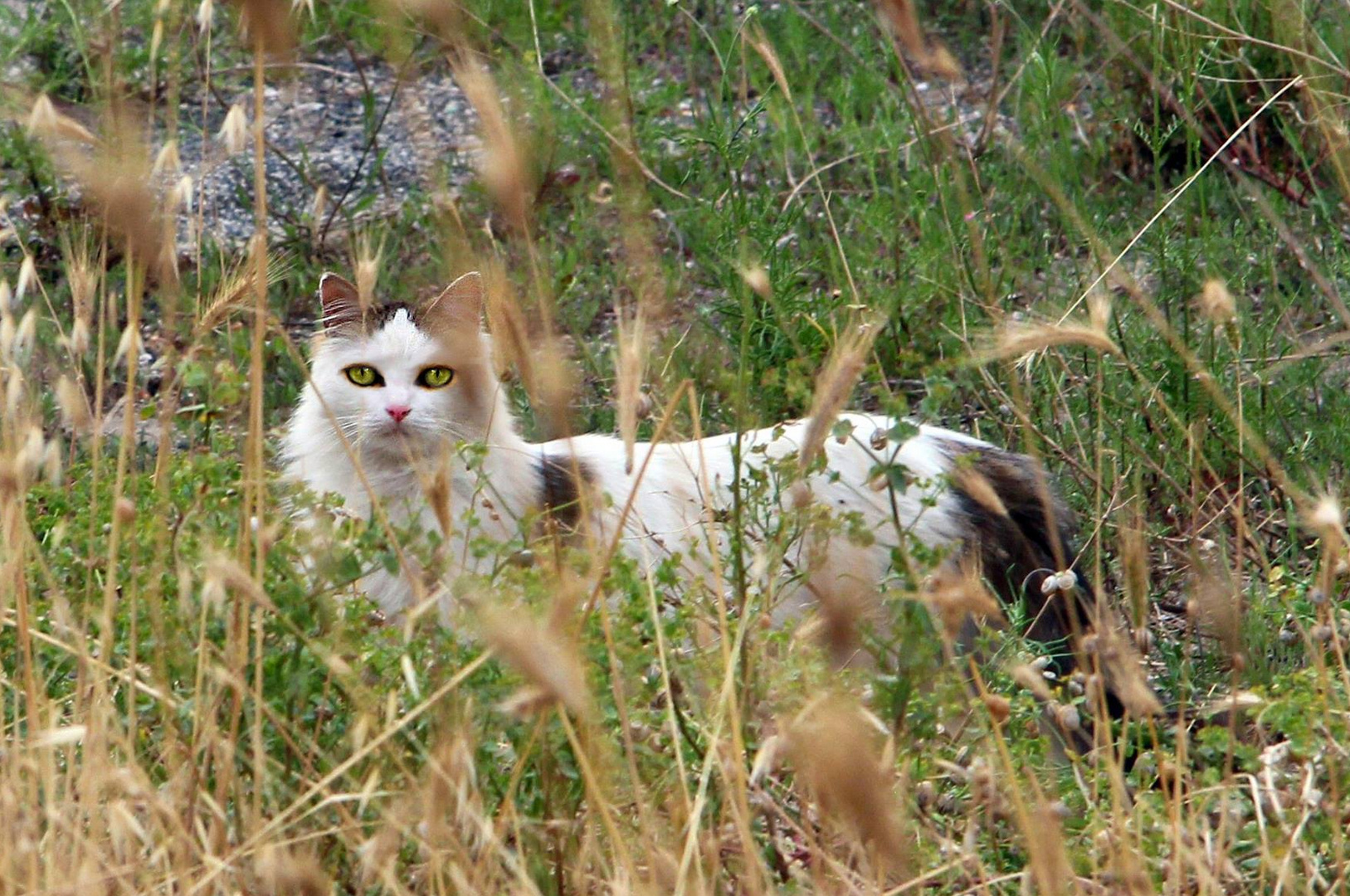 On The Hunt. Alla caccia. Auf der Jagd.