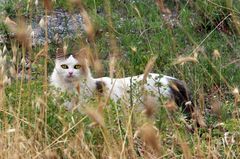 On The Hunt. Alla caccia. Auf der Jagd.