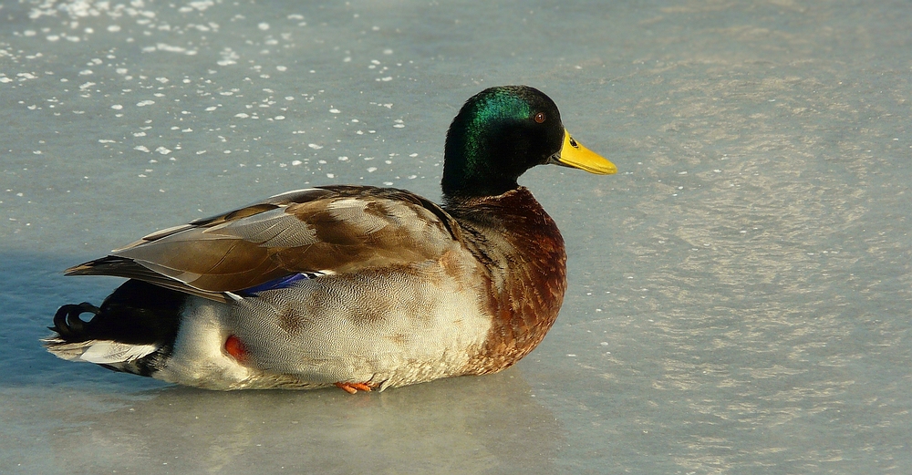 On the ice (1)