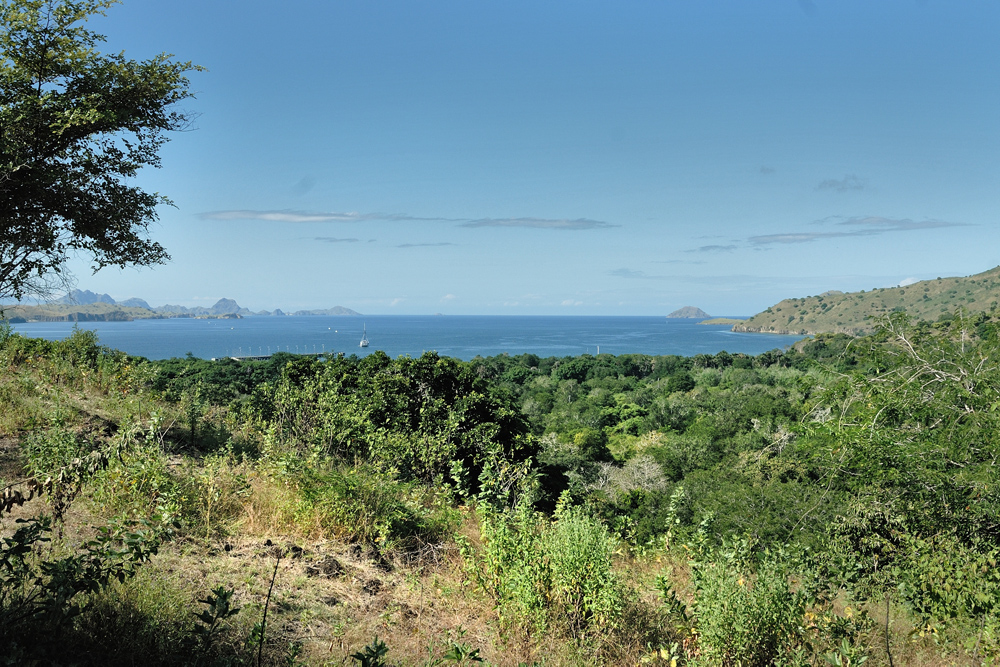 On the island of Komodo