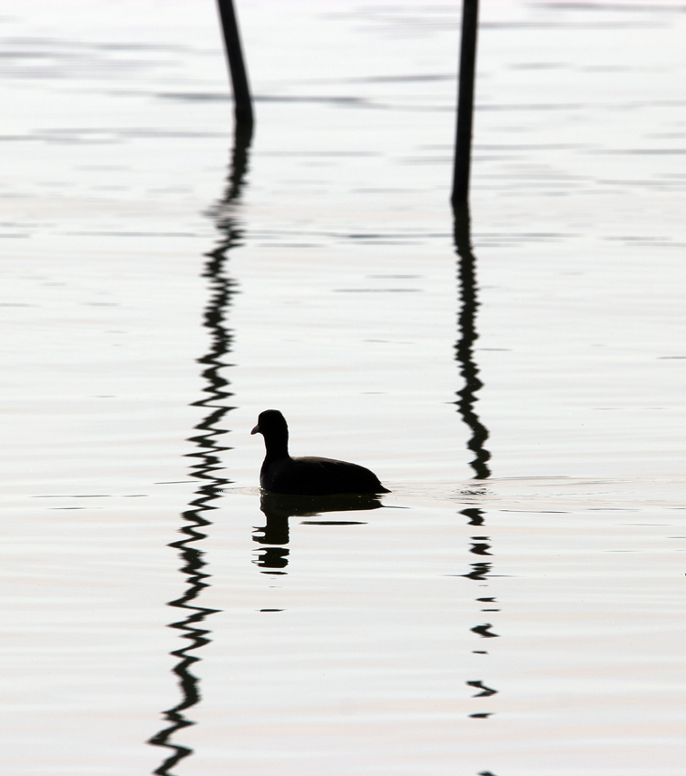 On the lake, early morning 1