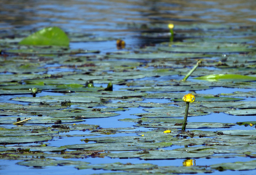 On the lake, early morning 3