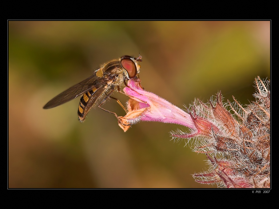 On the last floret