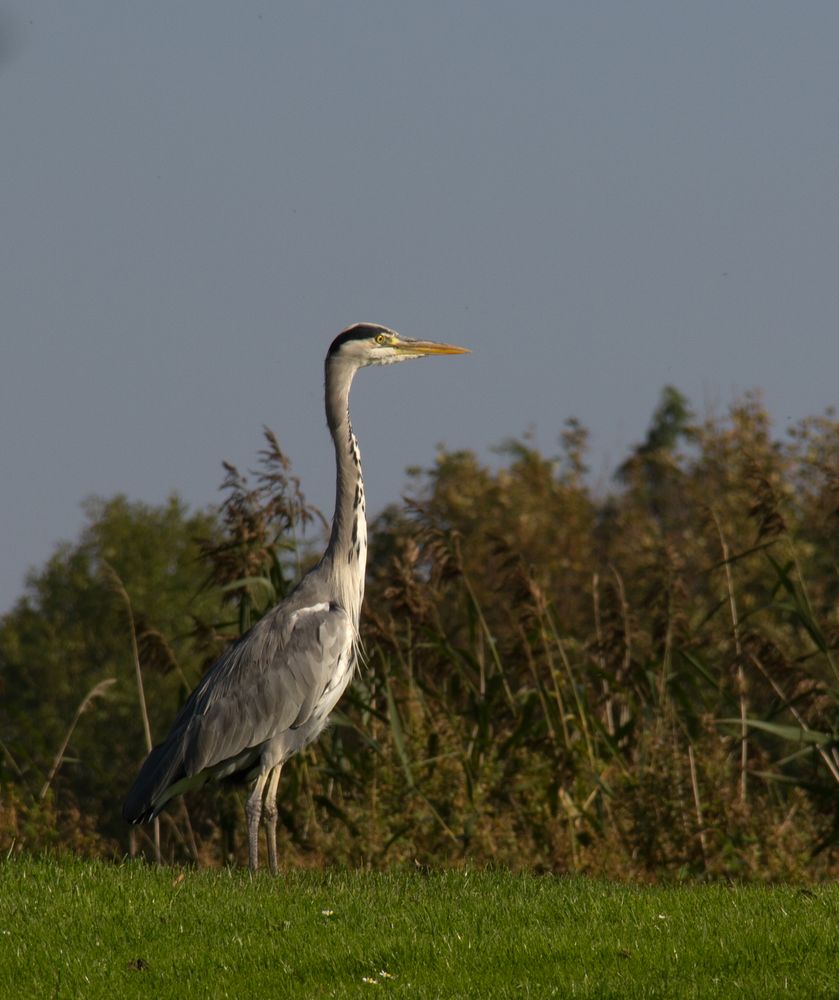 on the look-out