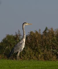 on the look-out