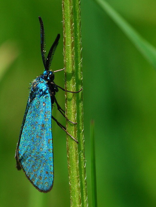 On The Meadow