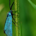 On The Meadow