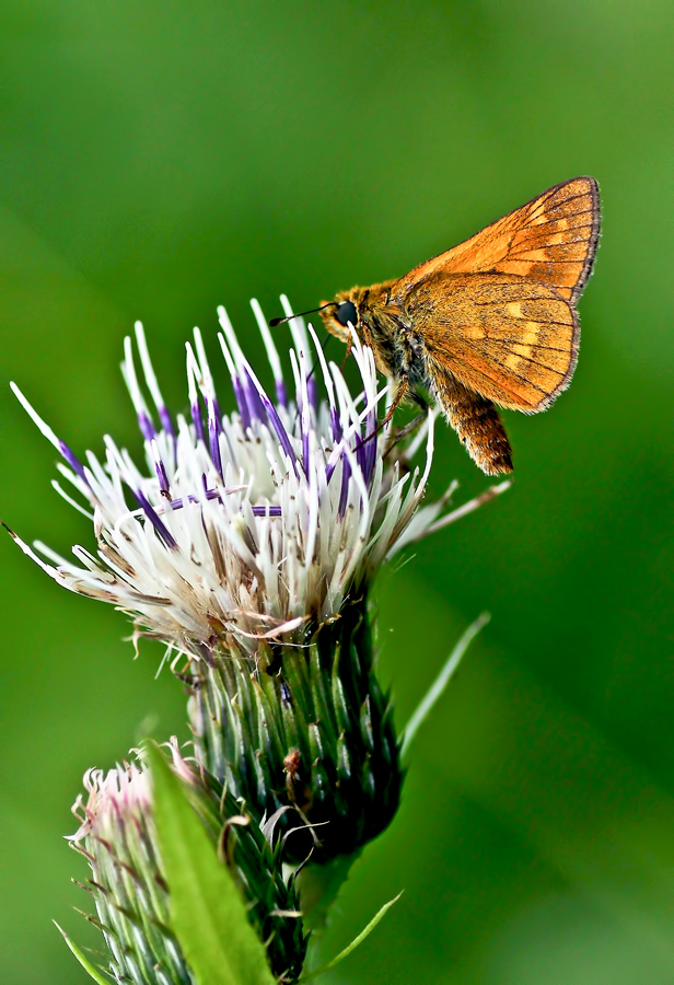 on the meadow