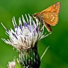 on the meadow