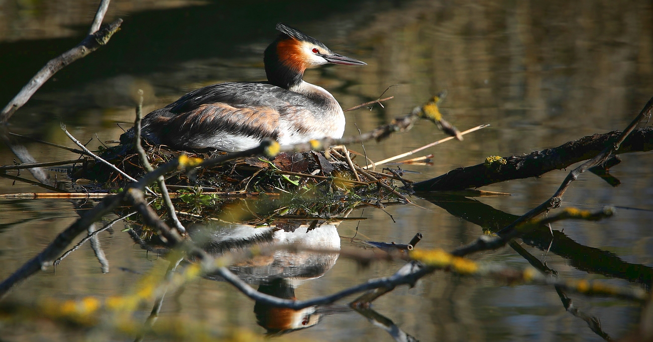 On the nest (1)