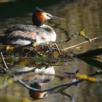 On the nest (1)