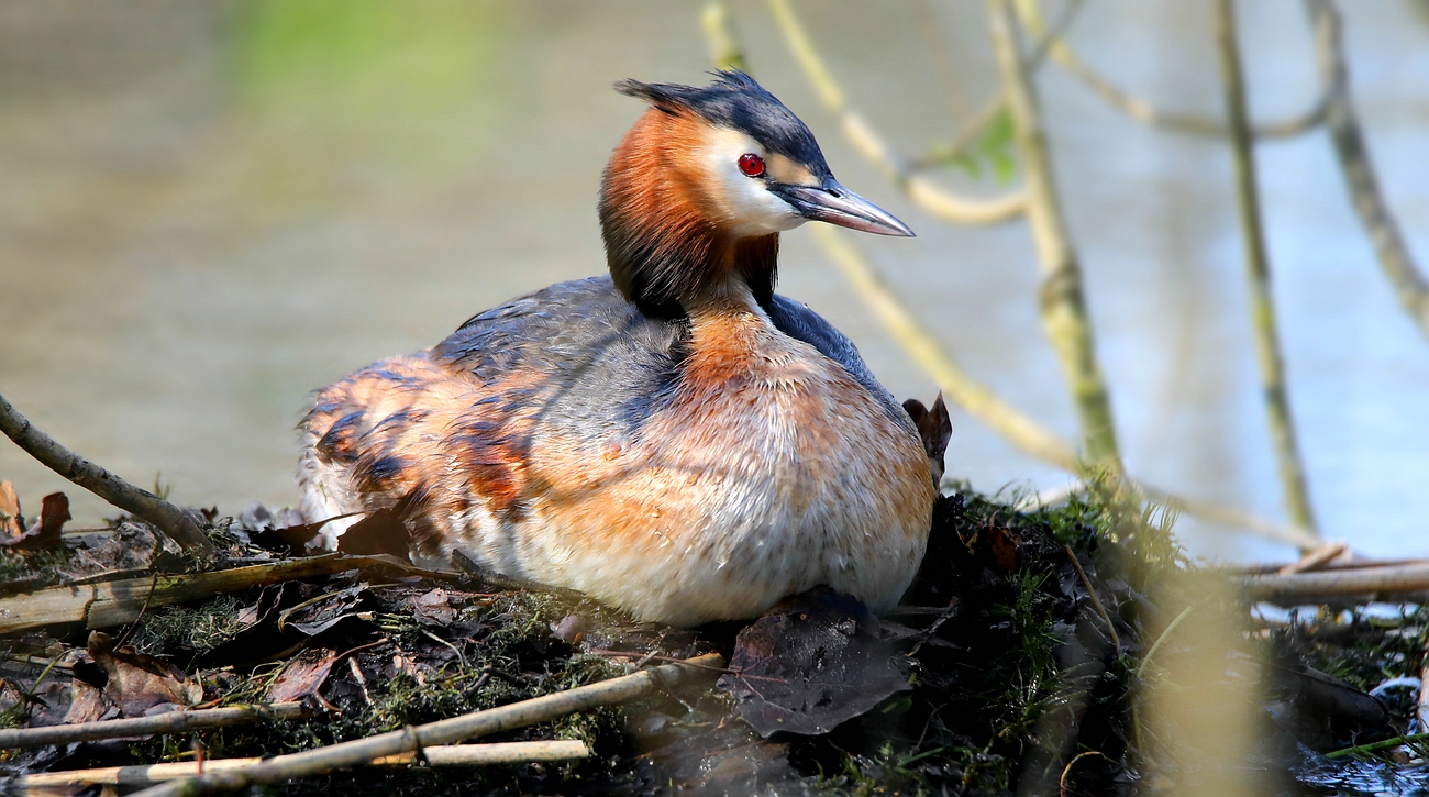 On the nest (2)