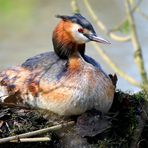 On the nest (2)