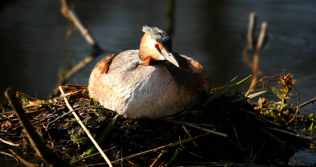 On the nest (2)