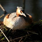 On the nest (2)