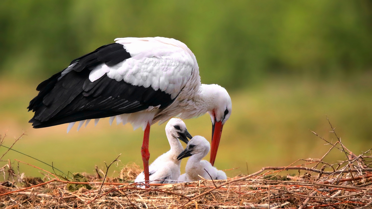 On the nest...