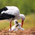 On the nest...