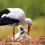 On the nest...
