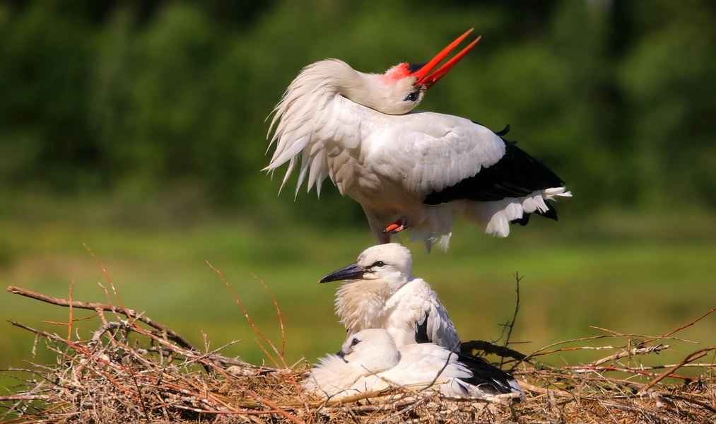 On the nest....... 4 weeks later