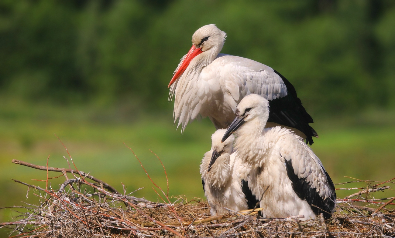 On the nest..... 4 weeks later