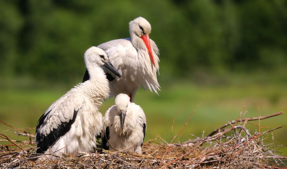 On the nest..... 4 weeks later