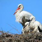 On the nest....... 4 weeks later