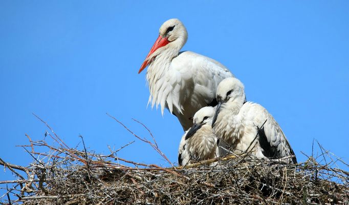 On the nest....... 4 weeks later