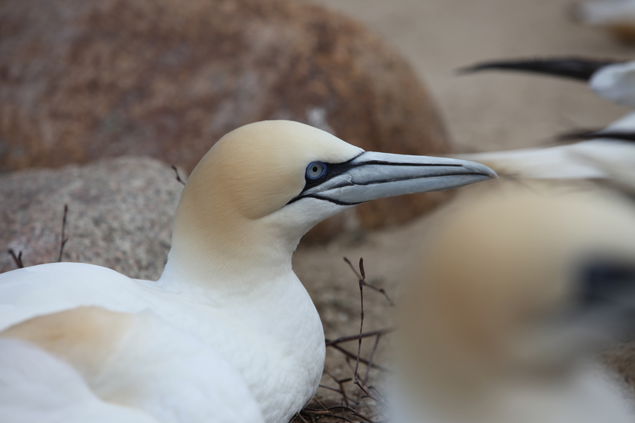 On the nest