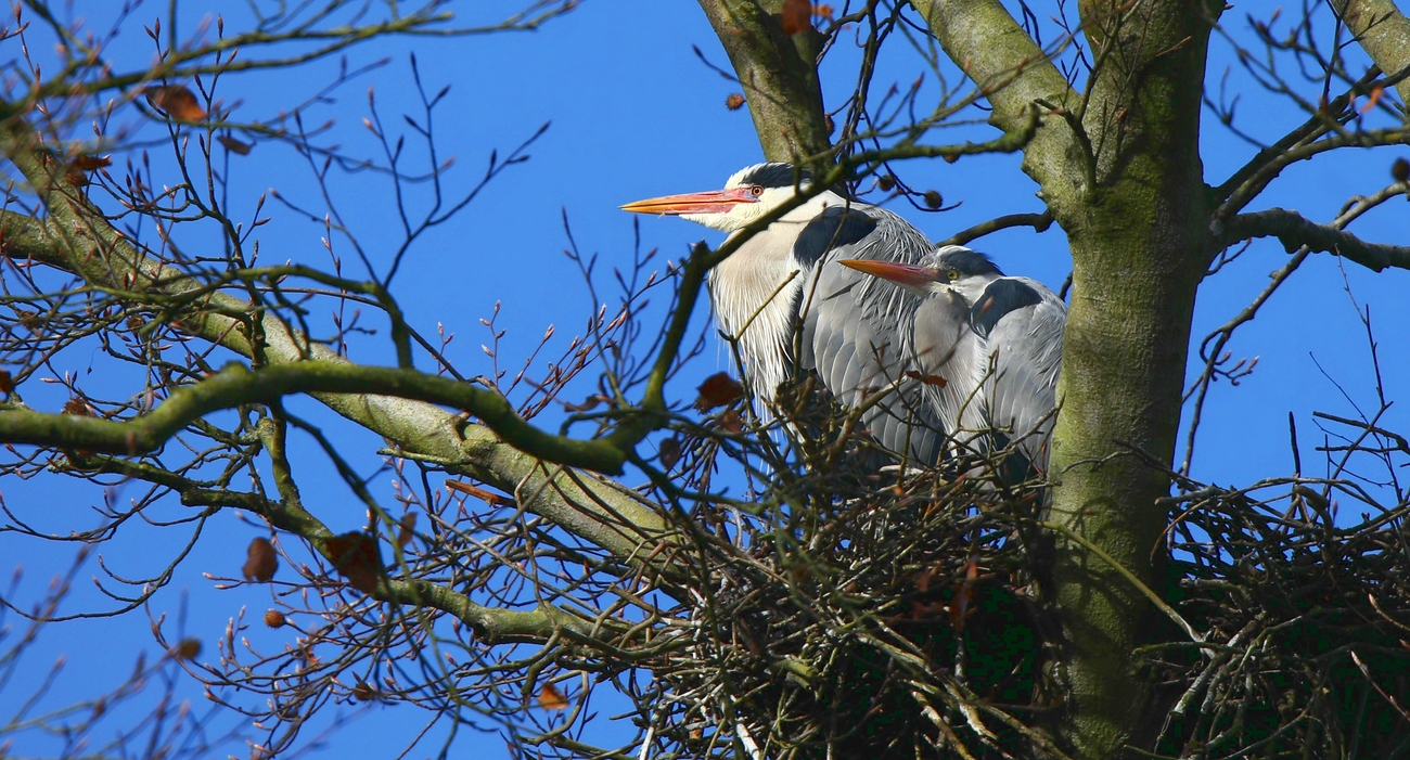 On the nest.