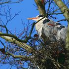 On the nest.